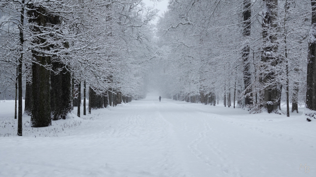 Marian Buurman - Koningslaan paleispark. - 2026.1.5.januari;sneeuw;winter;wit;paleispark;